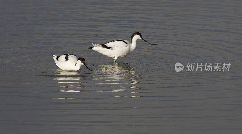 两个Avocets涉水(Recurvirostra avosetta)。